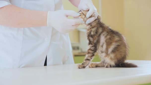 Vet examining a little cute kitten at veterinary clinic — Stock Video