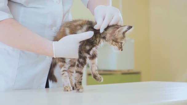 Veterinario che esamina un piccolo gattino carino alla clinica veterinaria — Video Stock