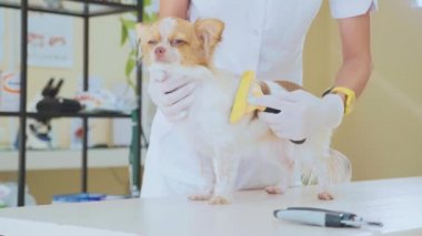 Veteriner kliniğinde incelenmesi. Penye köpek sınav sırasında veteriner. Evde beslenen hayvan kavramı