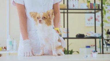 Veteriner köpeği muayene sonrasında okşayarak