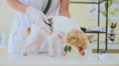Veteriner Muayene veteriner kliniğinde stetoskop ile köpek.