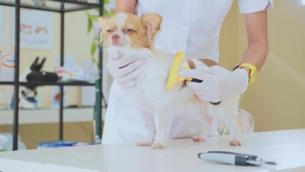 Zkoumání veterinární klinice. VET česání psa během zkoušky. Domácí koncept — Stock video