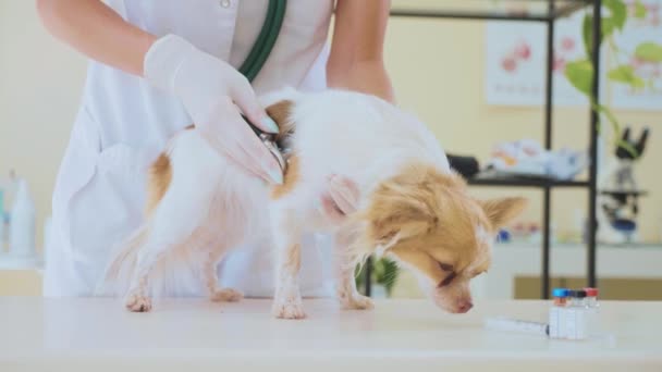 Κτηνίατρος εξετάζει ο σκύλος με στηθοσκόπιο σε κτηνιατρική κλινική. — Αρχείο Βίντεο