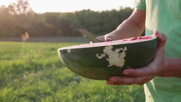 Agricultor corta e come melancia no campo da fazenda orgânica . — Vídeo de Stock