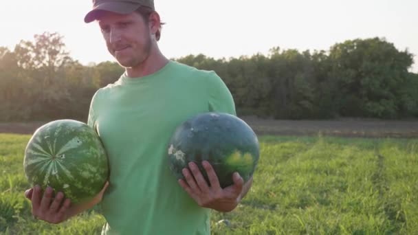 Jeune agriculteur récoltant la pastèque au champ de la ferme biologique . — Video