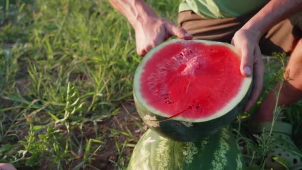 Zemědělci otec a syn jíst meloun na poli ekologické farmy. — Stock video
