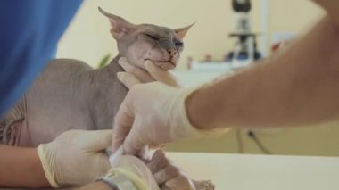Evde beslenen hayvan kaygı, hayvan hastalıklarıyla ilgili. Bir kateter ile analiz Sfenks kedi için kan alarak.