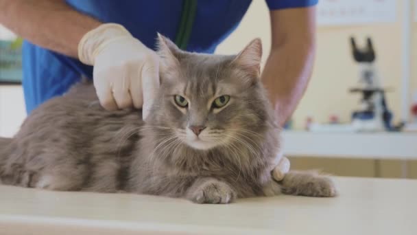 Retrato de un gato gris en clínica veterinaria . — Vídeo de stock