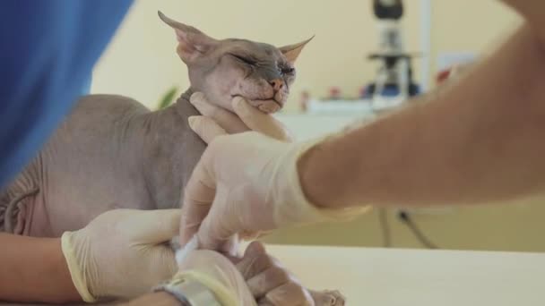 Уход за животными у ветеринара. Анализ крови кошки сфинкса с помощью катетера . — стоковое видео