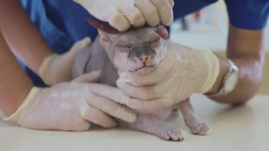 Veteriner Veteriner Kliniği, kel sphinks kedi kulak temizleme