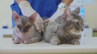 Gri kedi veteriner kliniğinde portresi.