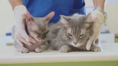 Gri kedi veteriner kliniğinde portresi.