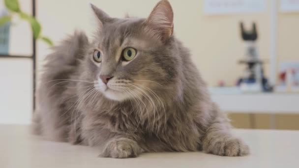 Portret van een grijze kat op veterinaire kliniek. — Stockvideo