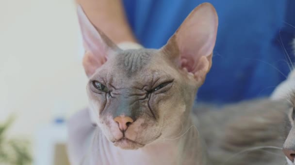 Ritratto di gatto grigio in clinica veterinaria . — Video Stock