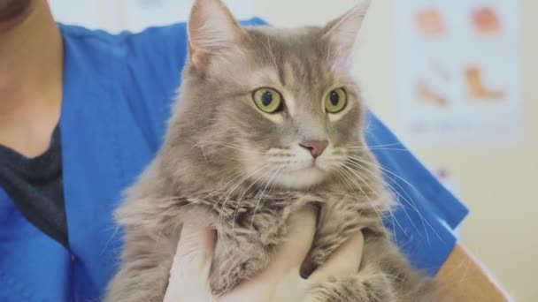 Portrait d'un chat gris à la clinique vétérinaire . — Video