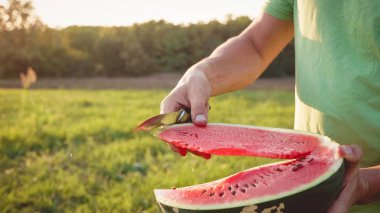 Çiftçi keser ve organik tarım alanında karpuz yiyor.
