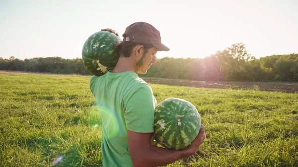 Jovem agricultor que colhe a cultura da melancia no campo da exploração biológica . — Fotografia de Stock