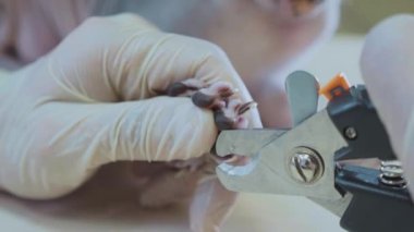 Veteriner Veteriner Kliniği, Sfenks kel kedi pençesi kesme yakın çekim