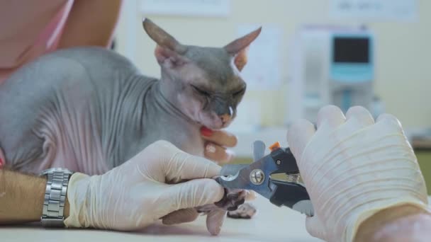 O veterinário cortando as garras do gato careca esfinge na clínica veterinária, close-up — Vídeo de Stock