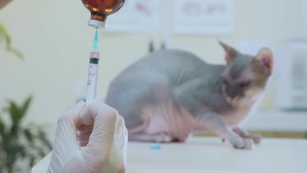 Veterinární lékař provede očkování, injekční kočku do veterinární kliniky. — Stock video