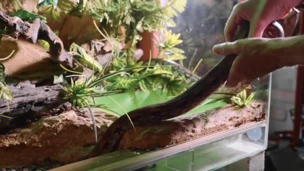 Hombre Lenta Cuidadosamente Toma Una Serpiente Del Terrario Primer Plano — Vídeo de stock