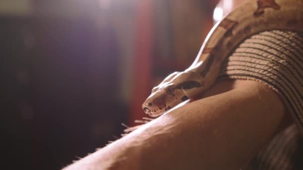 Snake on the male hand. Dangerous reptiles in the role of domestic pets. — Stock Video