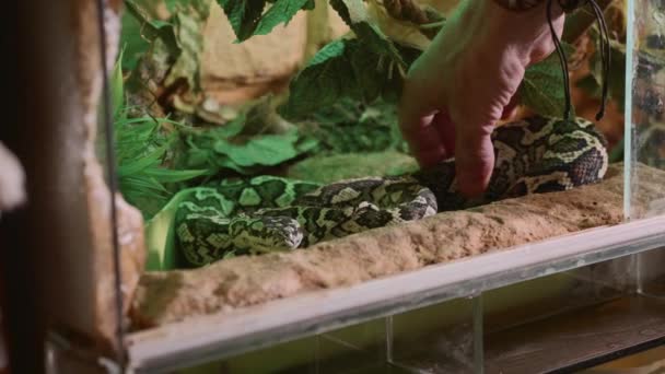 Un uomo prende lentamente e con attenzione un serpente dal terrario, primo piano . — Video Stock