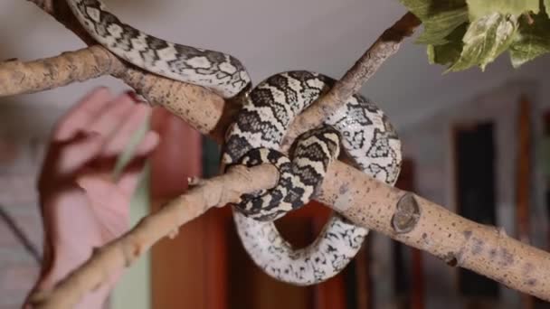 La serpiente se arrastra a lo largo de la rama en casa. Reptiles en función del concepto de mascotas domésticas — Vídeos de Stock