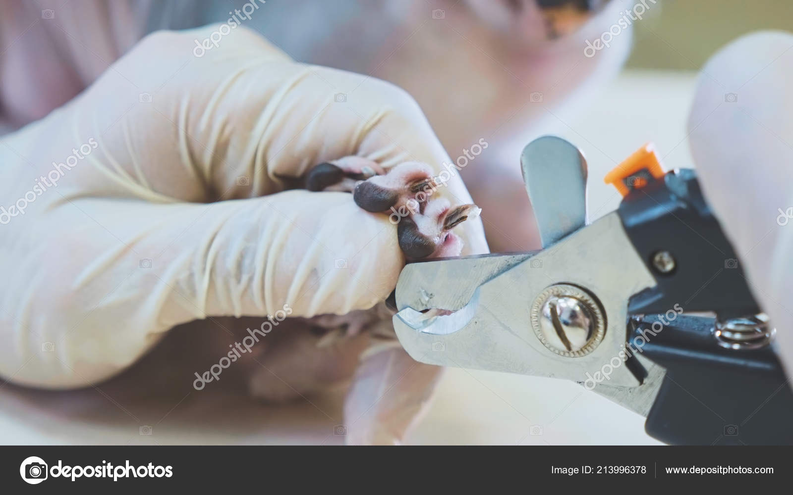 Le Veterinaire Coupe Les Griffes Du Chat Chauve Sphinx Dans La Clinique Veterinaire Gros Plan Image Libre De Droit Par Alexeg84 C