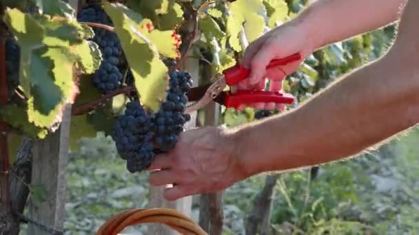 Las manos del agricultor cosechan uva roja de un árbol en el viñedo — Vídeo de stock