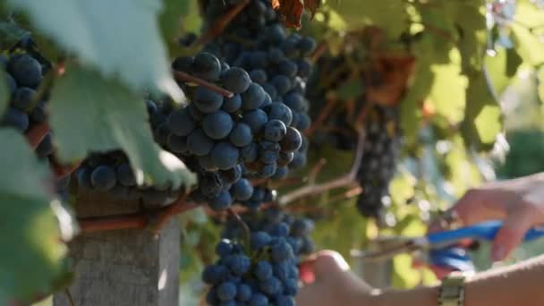 Le mani dell'agricoltore raccolgono uva rossa da un albero in vigna — Video Stock