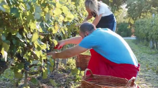 Agricultores viticultores cosechan cosecha de uva en viñedo orgánico de familia pequeña — Vídeo de stock