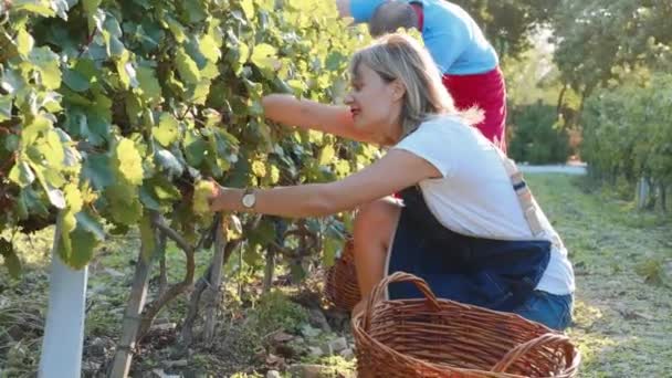 Agricultores viticultores cosechan cosecha de uva en viñedo orgánico de familia pequeña — Vídeos de Stock