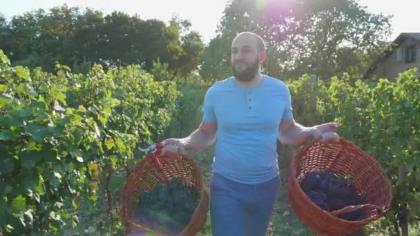 Gelukkig trots druivensnoeier gaan op wijngaard met twee manden van druiven in handen — Stockvideo