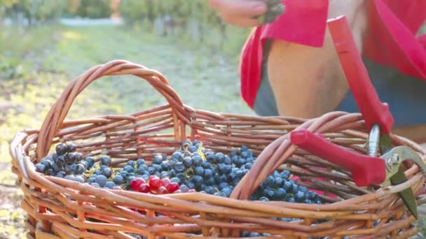 Agricultor viticultor pone una uva en la canasta de mimbre con uvas maduras — Vídeo de stock