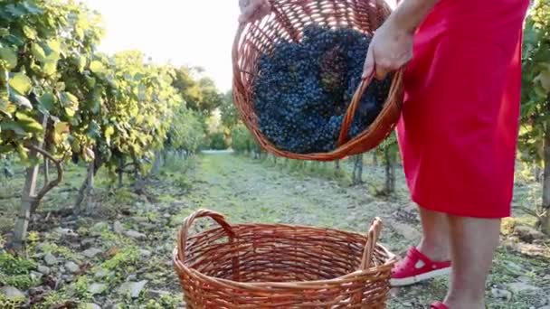 Виноград льется в плетеную корзину в замедленной съемке — стоковое видео