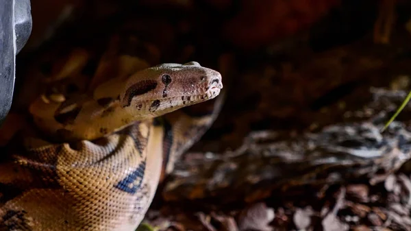 A close up of a snakes face, eyes, and tongue. Portrait of mperial boa — Stock Photo, Image