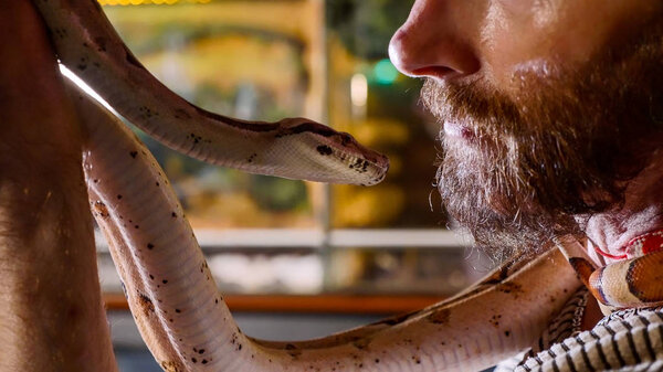 Бородатый хипстер целует змею в помещении крупным планом
