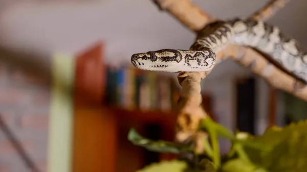 Snake rasteja ao longo do ramo em casa. Répteis no papel do conceito de animais domésticos — Fotografia de Stock