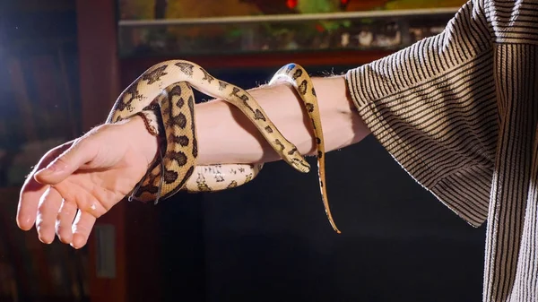 Snake on the male hand. Dangerous reptiles in the role of domestic pets