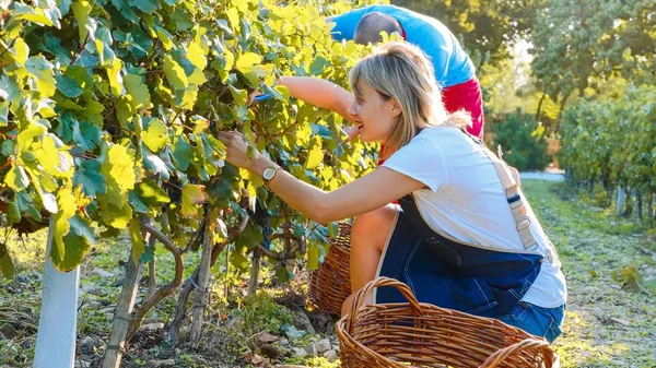 Agricultores viticultores cosechan cosecha de uva en viñedo orgánico de familia pequeña — Foto de Stock