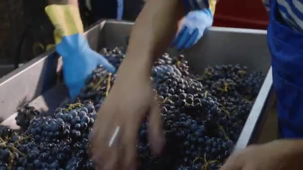Arbeiter füllen einen Behälter mit frisch geernteten Trauben. — Stockvideo