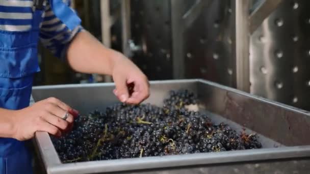 Працівник, що наповнює бункер винного пресу свіжозібраним виноградом . — стокове відео