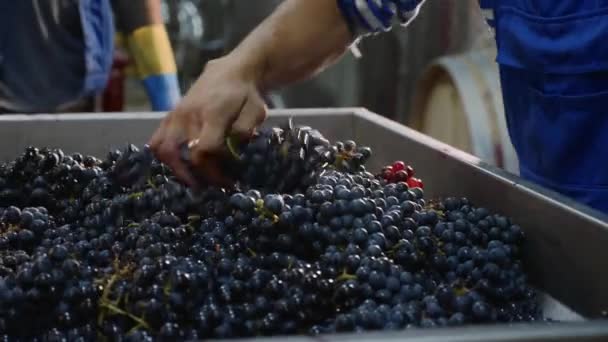 Trabajador llenando un cubo de lagar con uvas recién vendimiadas . — Vídeos de Stock