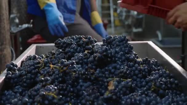Trabajador llenando un cubo de lagar con uvas recién vendimiadas . — Vídeos de Stock