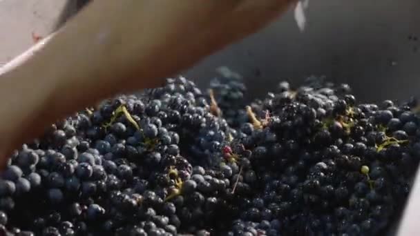 Trabajador llenando un cubo de lagar con uvas recién vendimiadas . — Vídeos de Stock