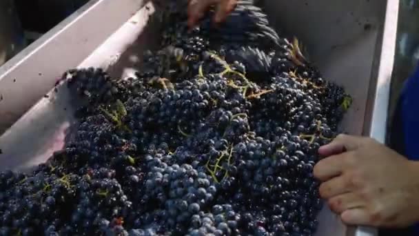 Trabalhador enchendo uma lata de lagar com uvas recém-colhidas . — Vídeo de Stock