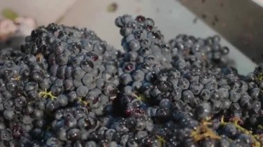 Üzüm basınla sıkmak. Şarap şaraphane yapım yakın çekim