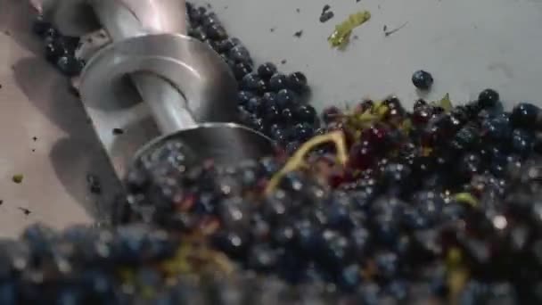 Spremere l'uva con la pressa. Fare il vino in cantina, primo piano — Video Stock