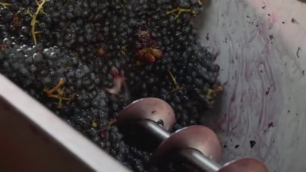 Knijp de druif met de pers. Het maken van wijn bij winery, close-up — Stockvideo